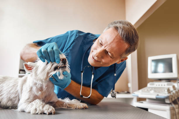 Best Emergency Dental Surgery in Tarkio, MO